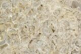 9.3" Fossil Clam (Inocerasmus) Shell - Smoky Hill Chalk, Kansas - #197346-2